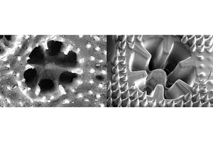 A close up of the bionic skeleton of the 3D-printed coral structures, which were used to grow algae. © Daniel Wangpraseurt