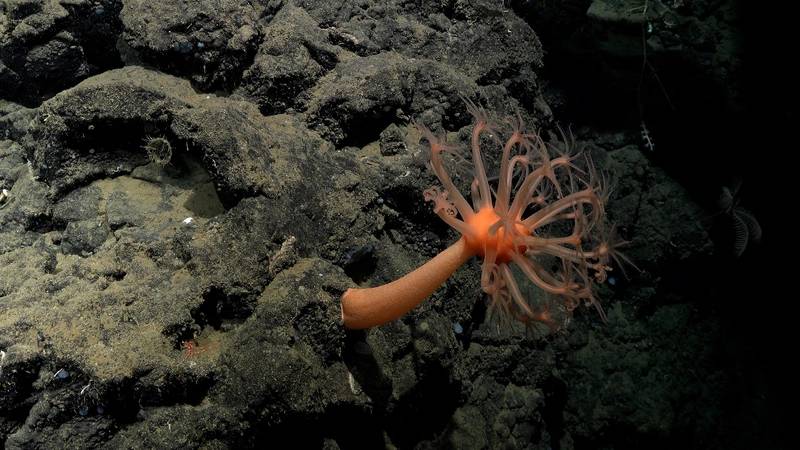 MAPPING THE WORLD’S OCEANS is central to understanding what’s down there, to help better manage this diverse, fragile ecosystem. Photos courtesy SOI