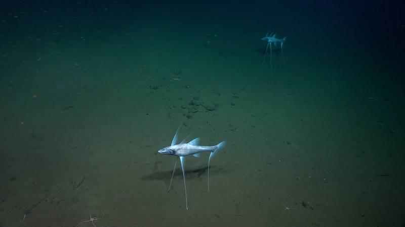 MAPPING THE WORLD’S OCEANS is central to understanding what’s down there, to help better manage this diverse, fragile ecosystem. Photos courtesy SOI