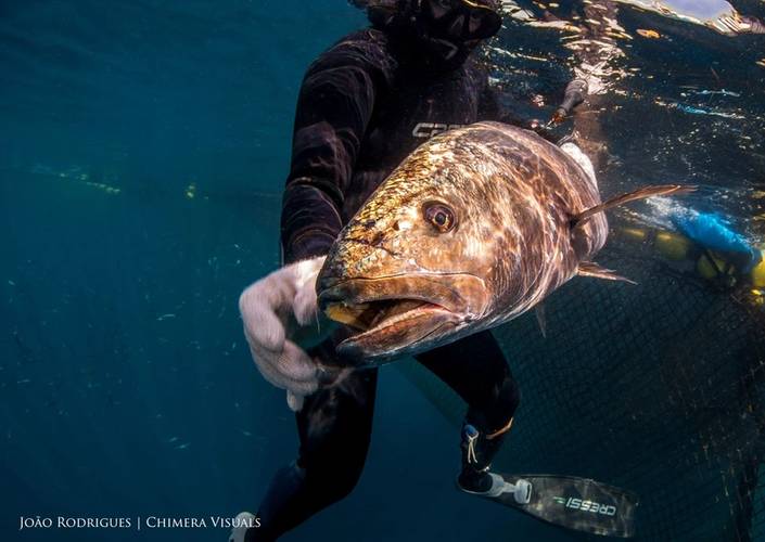 A meagre (Argyrosomus regius) upon release after tagging by members of the European Tracking Network in Portugal. © João Rodrigues
