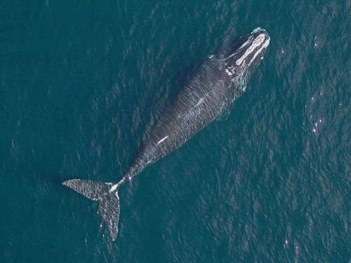 A North Atlantic Right Whale. Credit:
Woods Hole Oceanographic Institution/NOAA/SeaLife Response, Rehabilitation
and Research; under NMFS Research Permit #17355. Both photos were taken non
-
invasively by Dr. John Durban using a custom research drone.