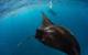 A tag secured on a manta in South Africa after it's been deployed. © Ryan Daly