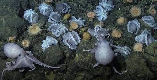 Source: MBARI